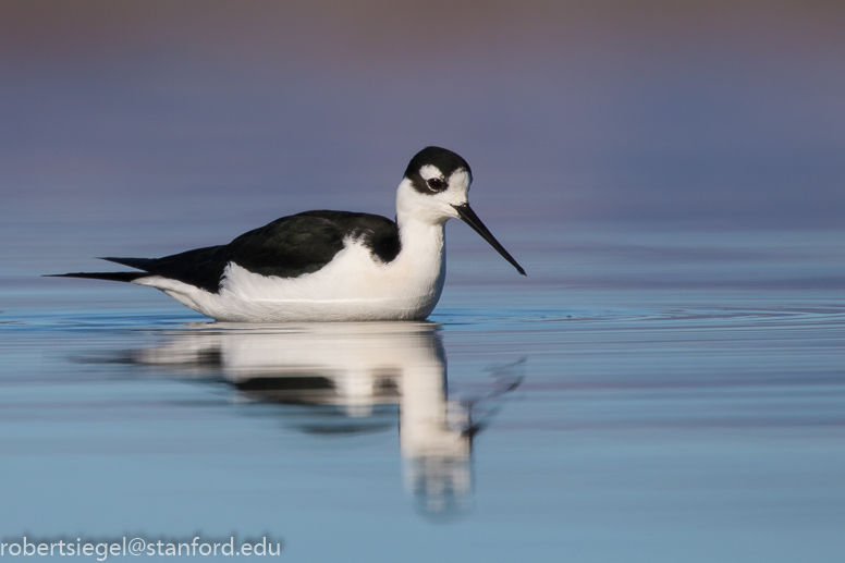 baylands